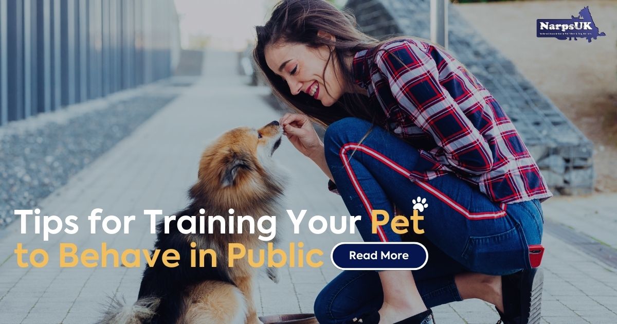 7 Tips for Training Your Pet to Behave in Public